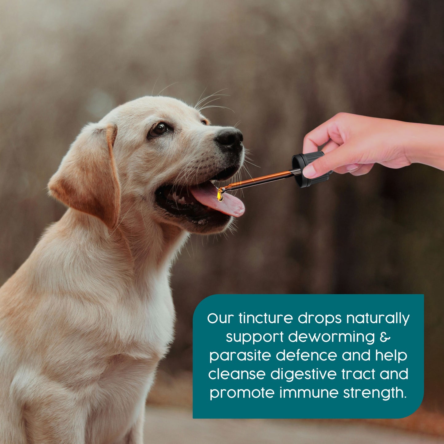 ProTum Wormwood Drops for Dogs & Cats – Natural Liquid Wormer | 50ml