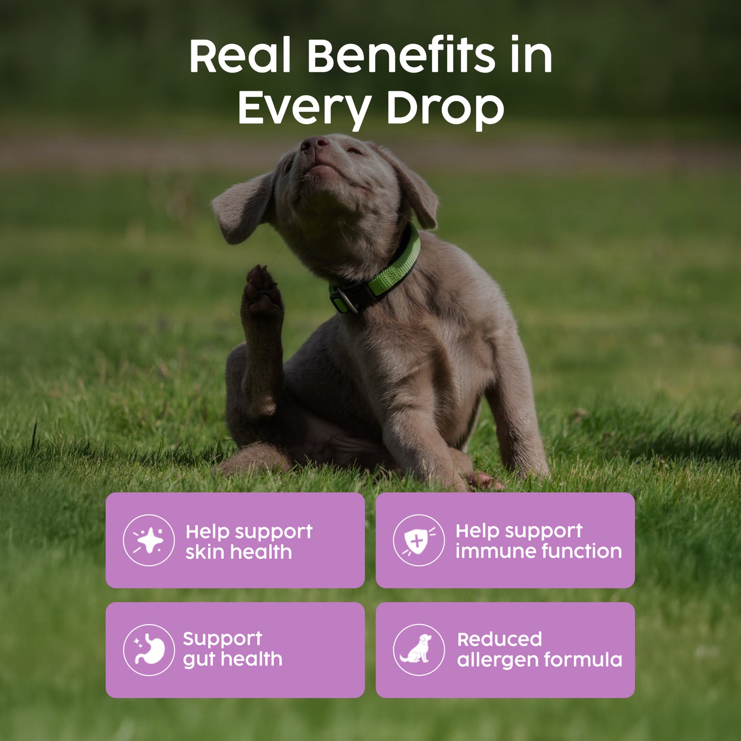 Immune Support Drops for Dogs & Cats – Slippery Elm Digestion & Detox (50ml)