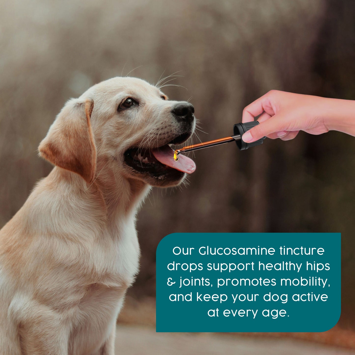 ProKopp Joint Supplements for Dogs & Cats – Natural Glucosamine & Anti-Inflammatory Pain Relief for Arthritis & Hip Support | 50ml