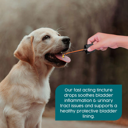 ProKopp Urinary Tract Infection Treatment for Dogs & Cats – Herbal Kidney & Bladder Support Drops, Prevent Incontinence & Bladder Stones | 50ml