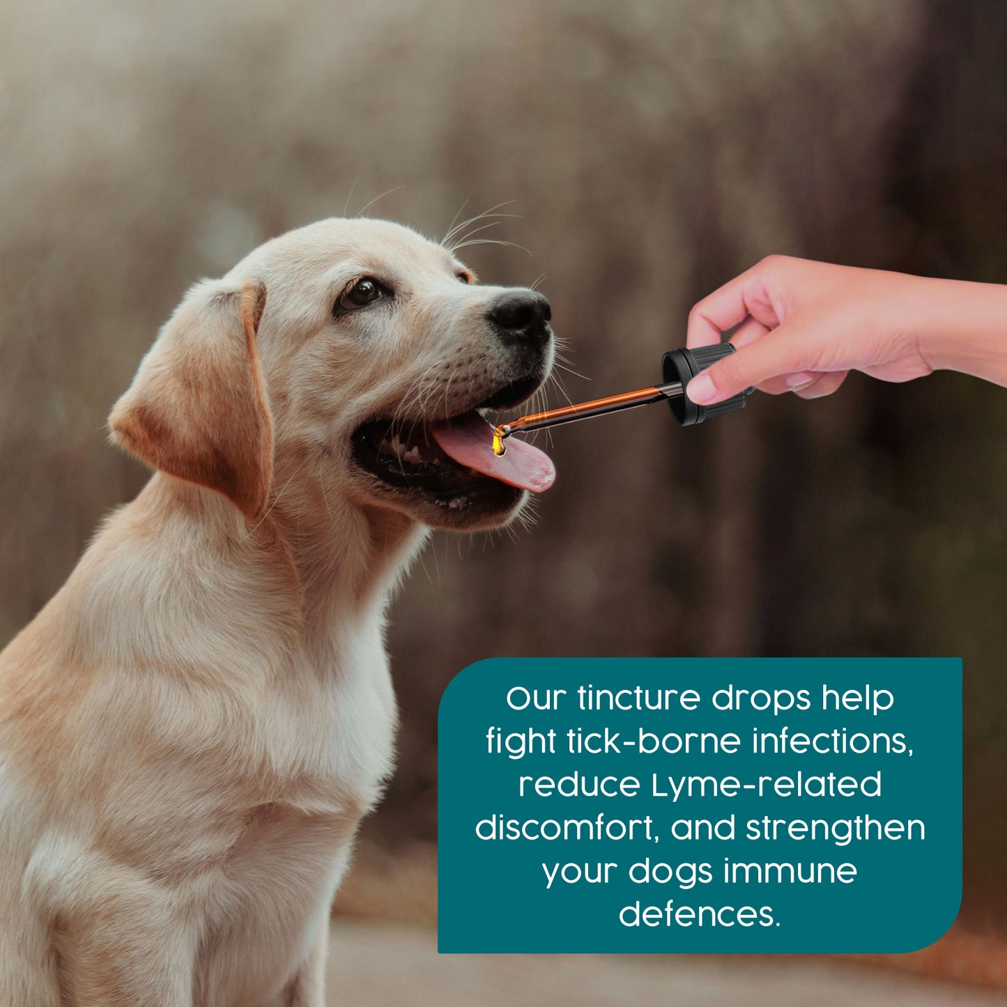 ProTum Expert Flea & Lyme Treatment for Dogs – Herbal Antimicrobial Cure for Lyme & Tick Symptoms, Intensive Root Cause Support | 50ml