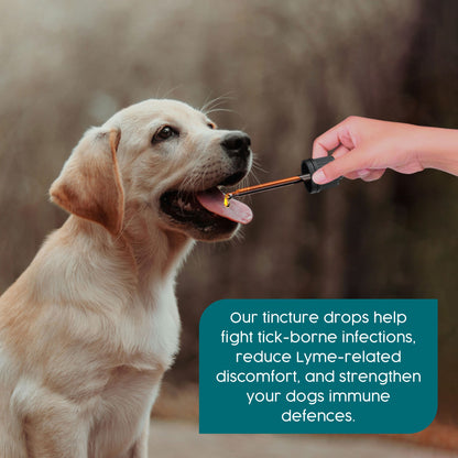 ProTum Expert Flea & Lyme Treatment for Dogs – Herbal Antimicrobial Cure for Lyme & Tick Symptoms, Intensive Root Cause Support | 50ml