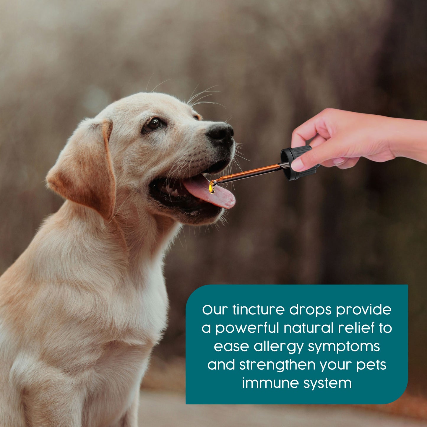 ProKopp Itchy Dog Skin Relief – Natural Herbal Anti-Itch Treatment for Dogs & Cats, Allergy & Skin Irritation Support | 50ml