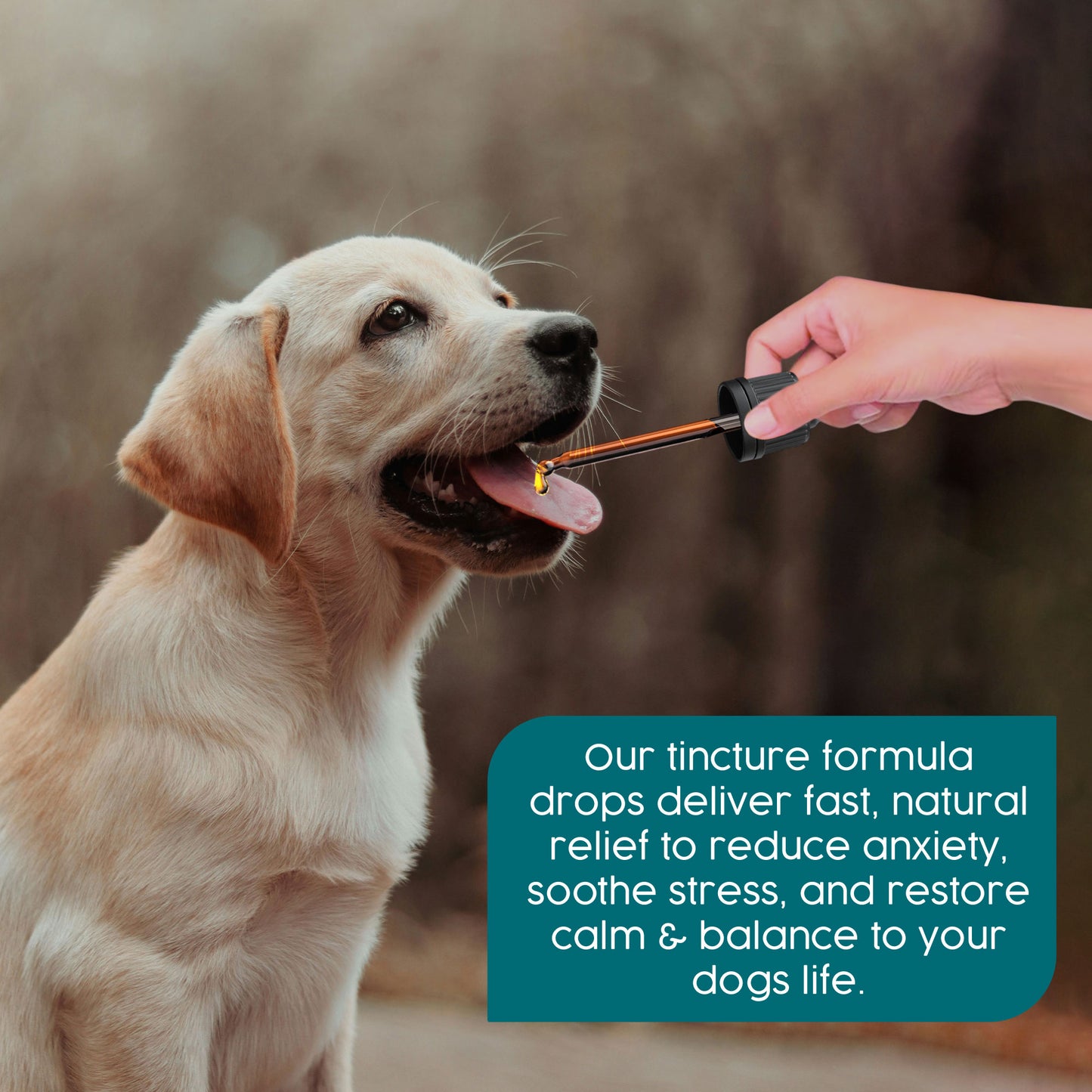 ProKopp Valerian Dog Calming Drops –  Herbal Anxiety & Stress Relief for Dogs | 50ml