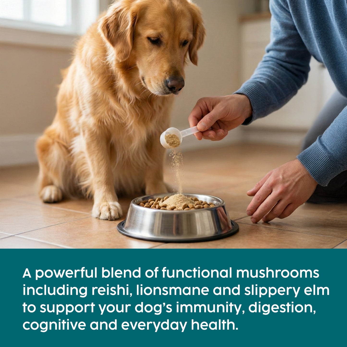 Dog being fed from a bowl with a person holding a scoop of slippery elm powder, text about mushroom blend benefits.