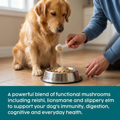 Dog being fed from a bowl with a person holding a scoop of slippery elm powder, text about mushroom blend benefits.