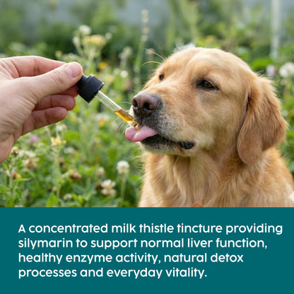Dog being given a concentrated milk thistle tincture by a person outdoors.