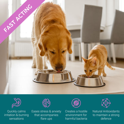 ProKopp Urinary Tract Infection Treatment for Dogs & Cats – Herbal Kidney & Bladder Support Drops, Prevent Incontinence & Bladder Stones | 50ml