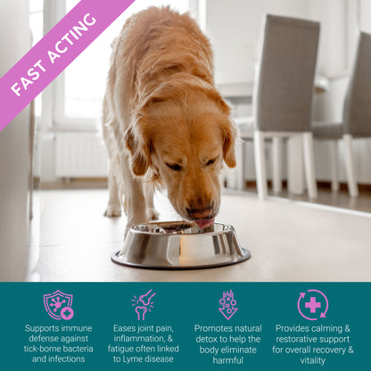 ProTum Expert Flea & Lyme Treatment for Dogs – Herbal Antimicrobial Cure for Lyme & Tick Symptoms, Intensive Root Cause Support | 50ml