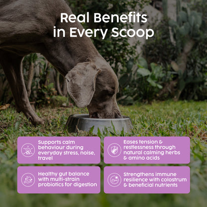 Dog Calming Powder – Natural Anxiety & Stress Relief – Beef Flavour (100g)