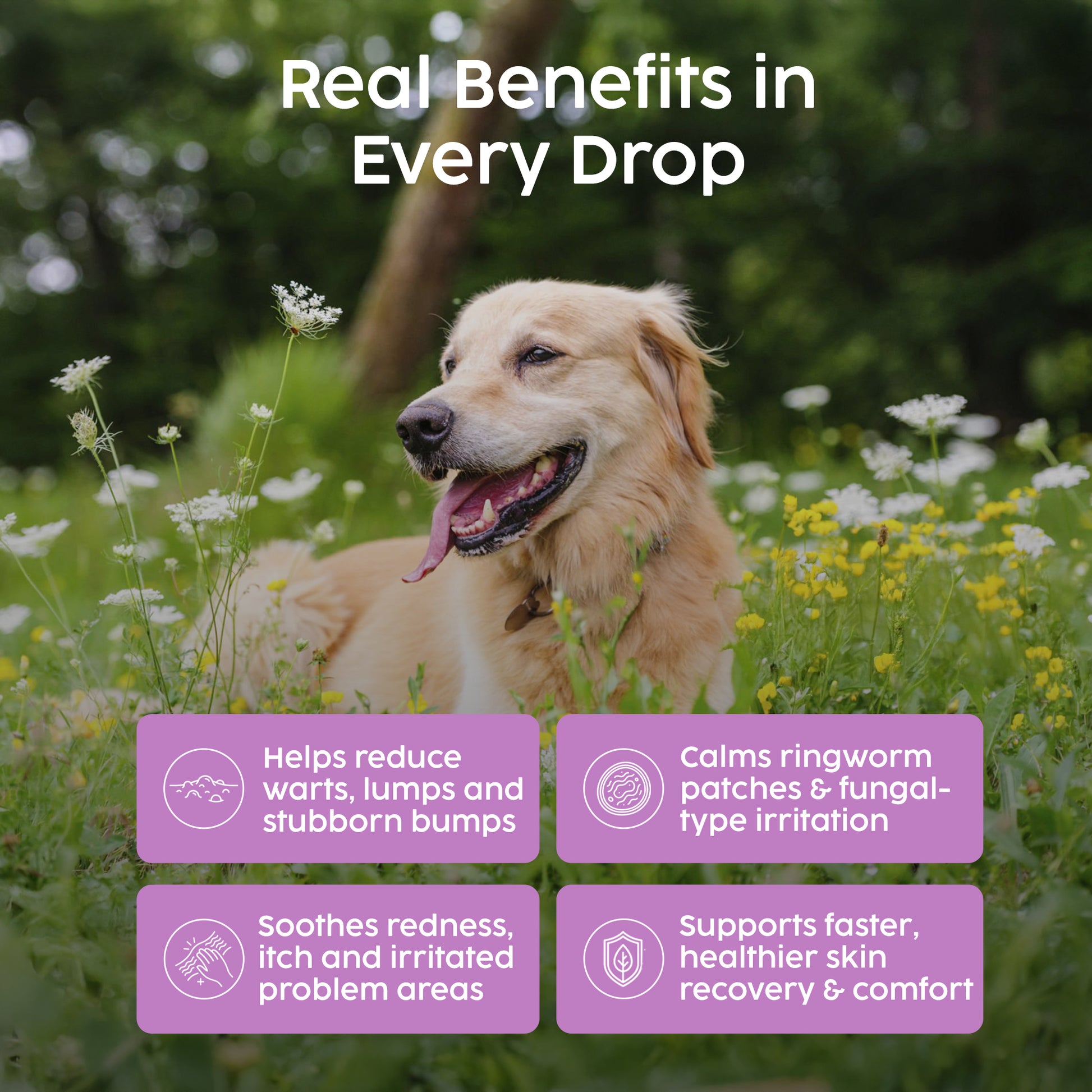 Dog in a field of flowers with text about product benefits