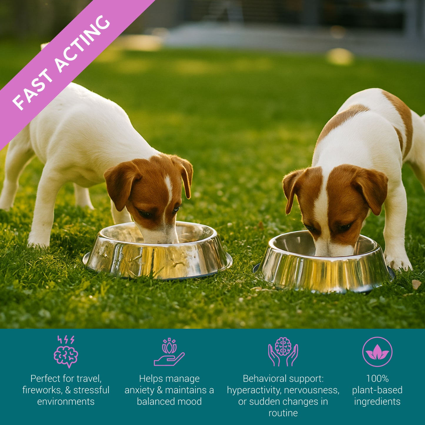 ProKopp Valerian Dog Calming Drops –  Herbal Anxiety & Stress Relief for Dogs | 50ml