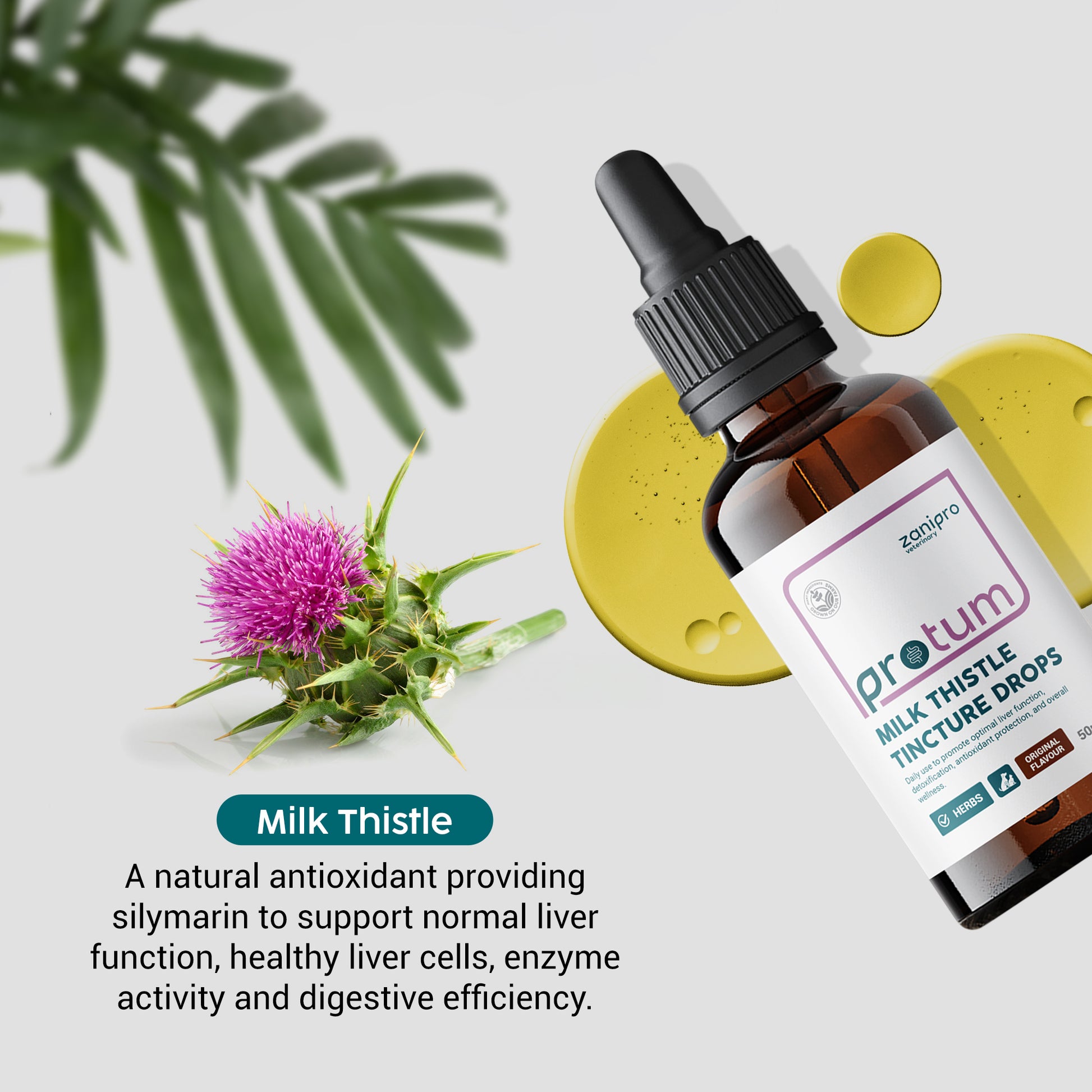 Bottle of ProTum Milk Thistle Tincture Drops with milk thistle plant and text on a light background