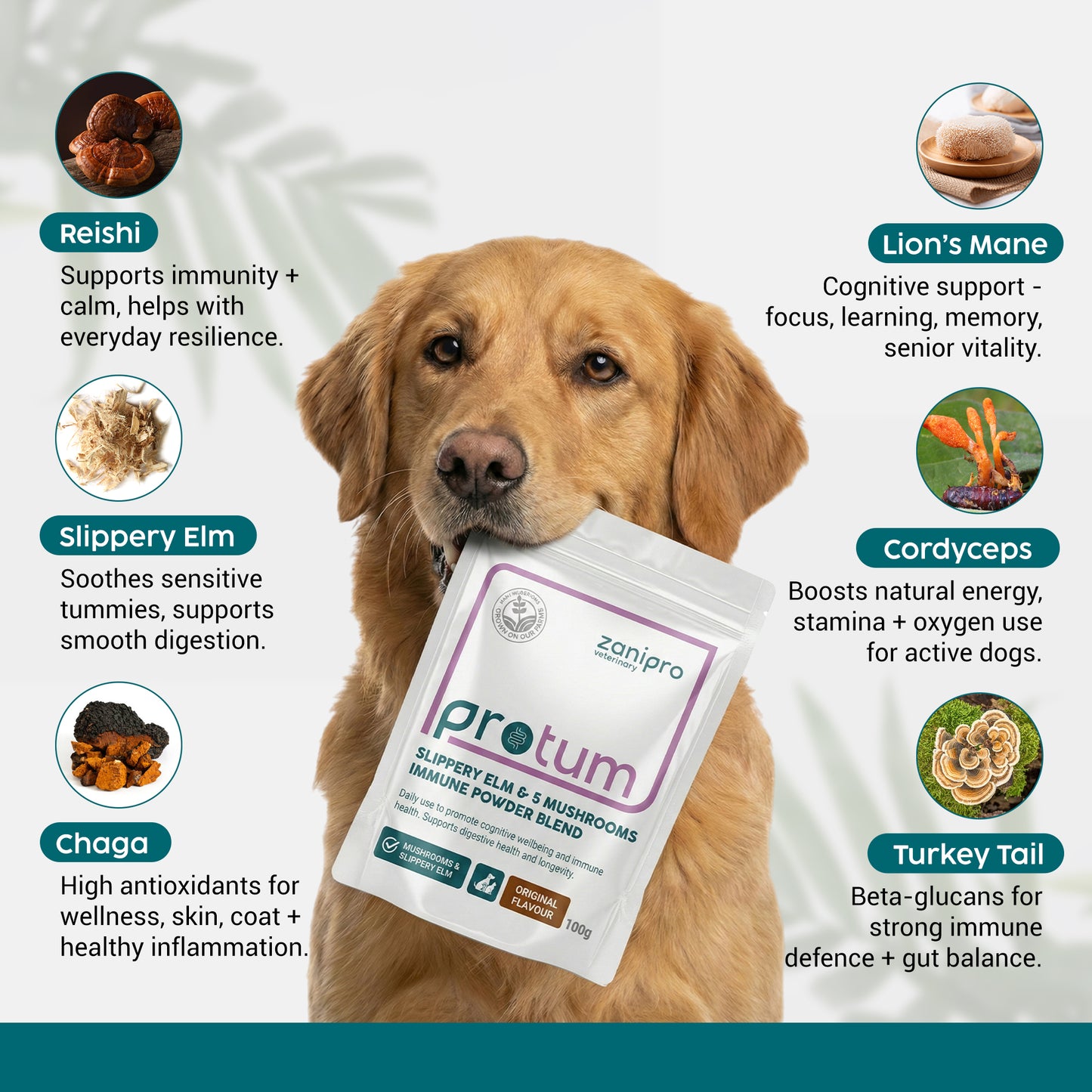Dog holding a ProTum supplement packet with health benefits listed around it.