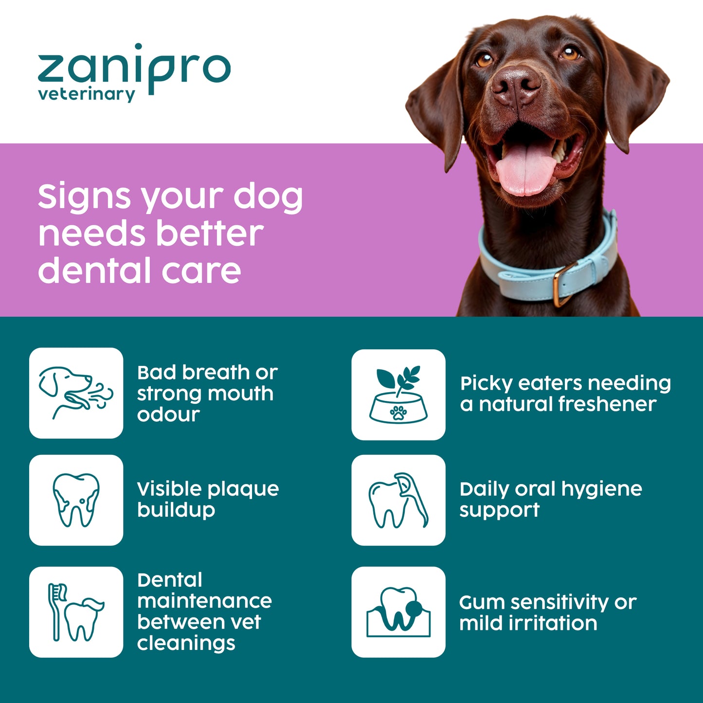 Dental Powder for Dogs & Cats – Natural Plaque & Breath Support (100g)