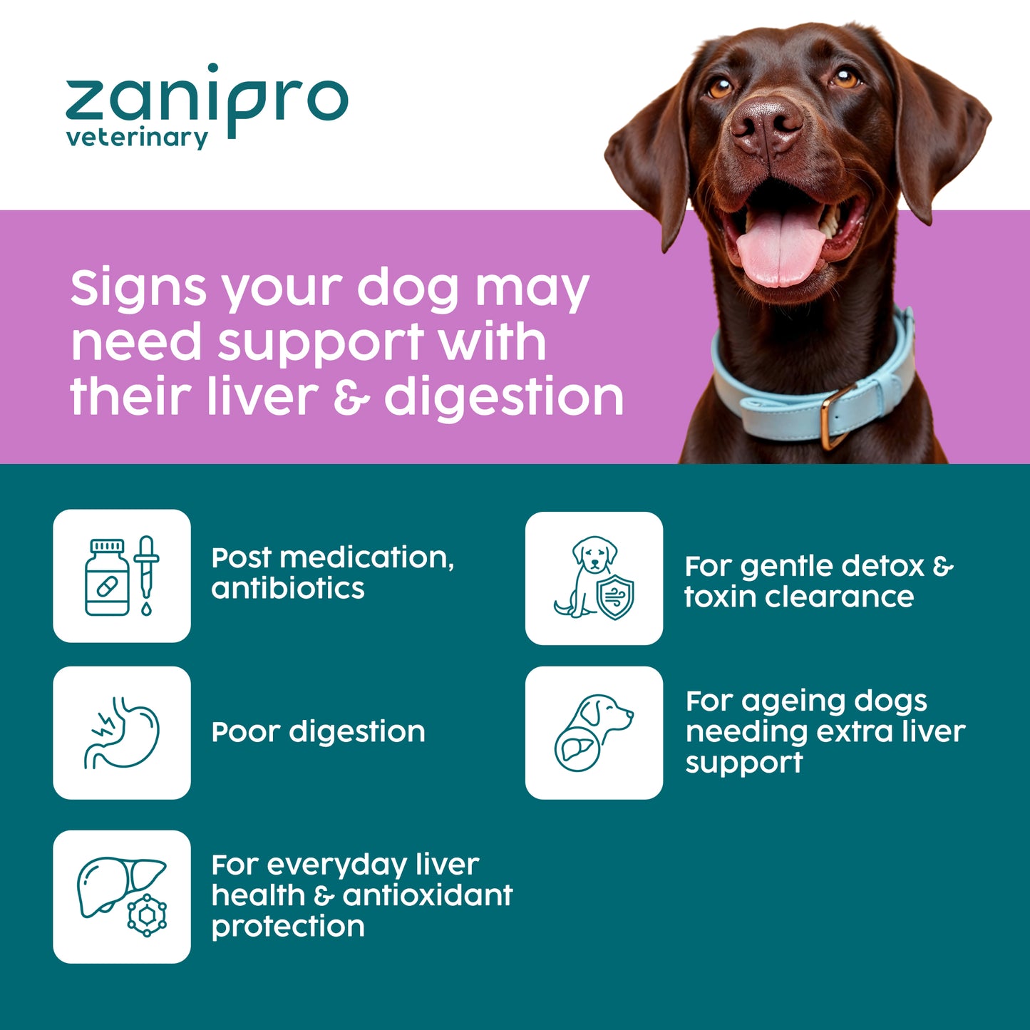 Zanipro veterinary with a dog and information on the liver and digestion support of this milk thistle product.
