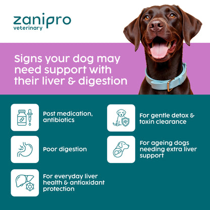 Zanipro veterinary with a dog and information on the liver and digestion support of this milk thistle product.