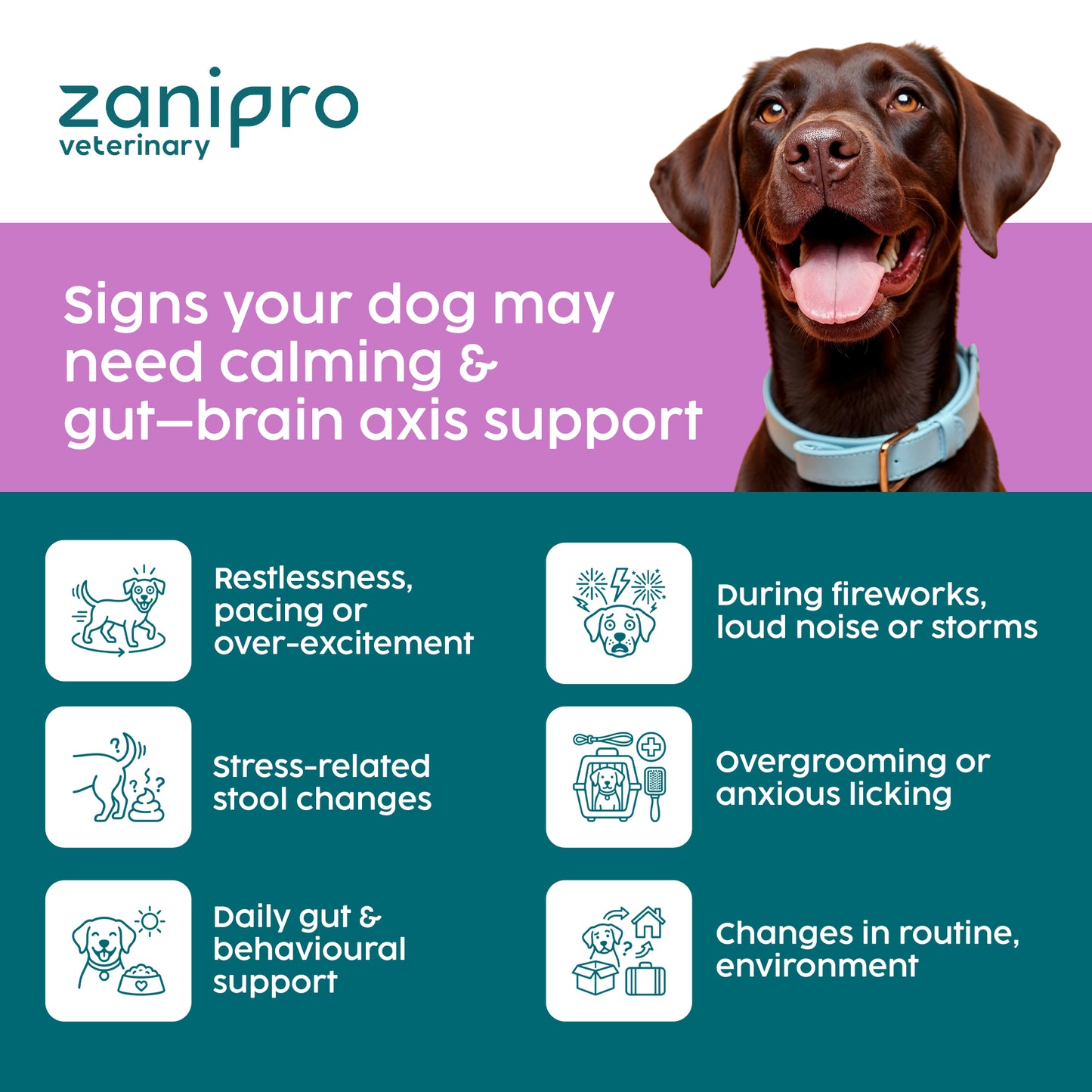 Dog Calming Powder – Natural Anxiety & Stress Relief – Beef Flavour (100g)