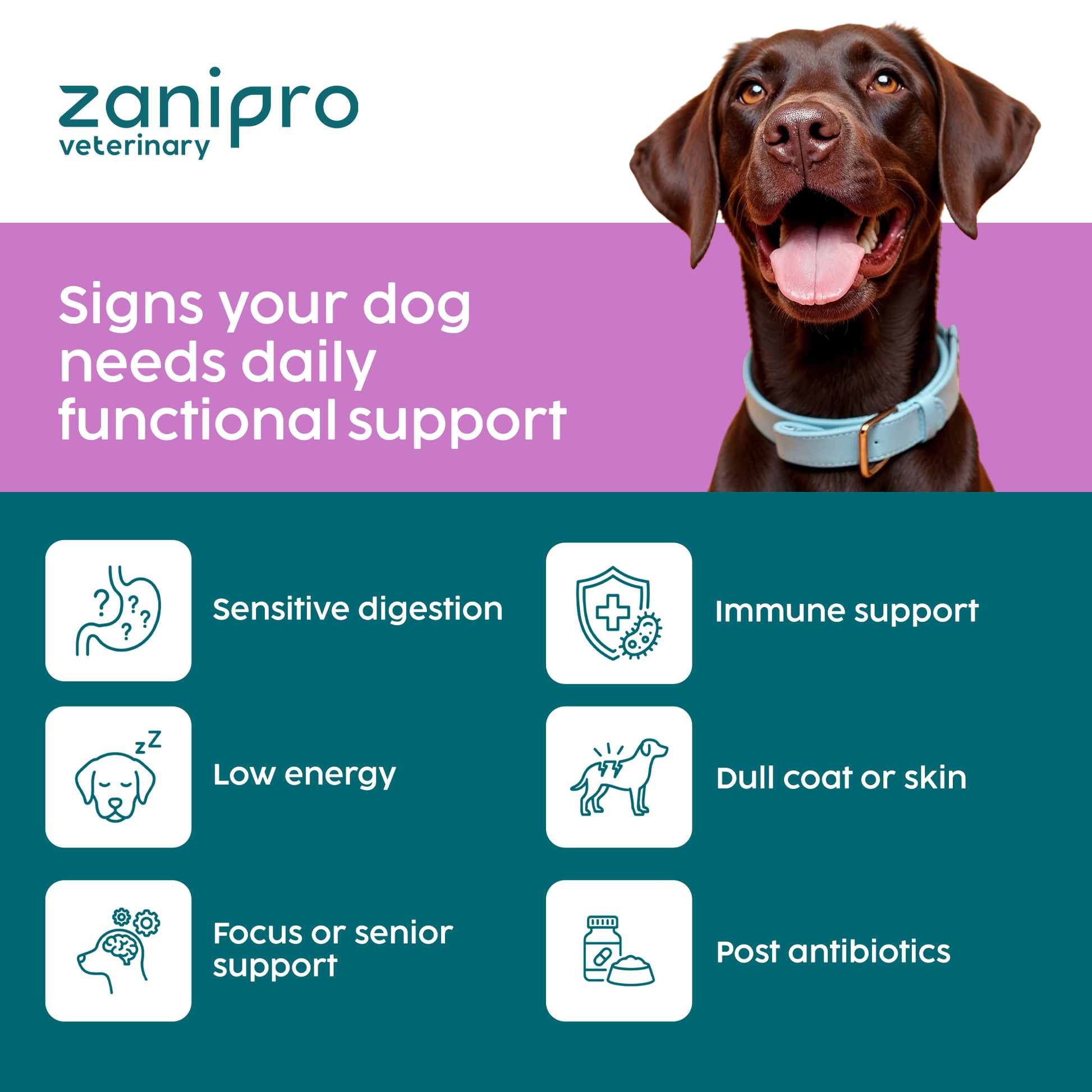 Zanipro veterinary with a dog and signs of daily functional support needs.