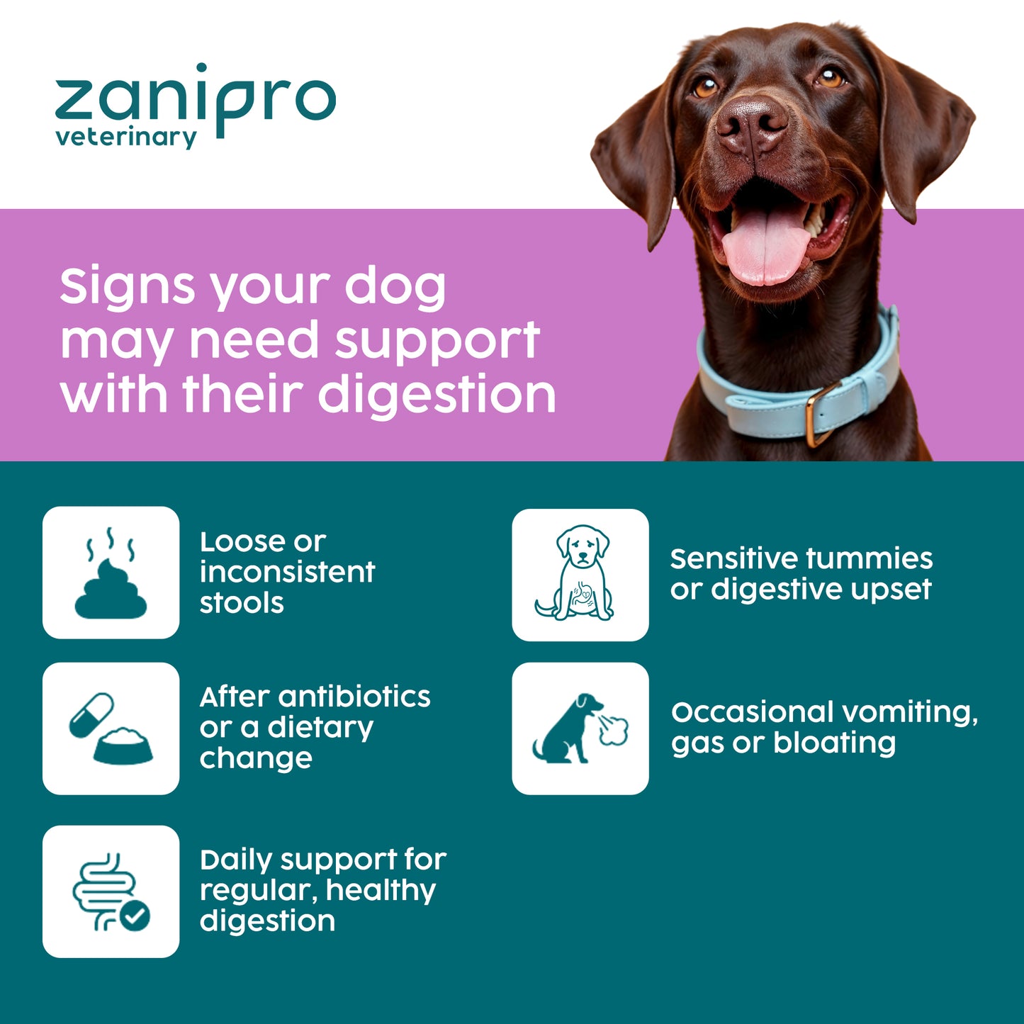 Slippery Elm & Tree Barks Probiotic Powder for Dogs & Cats – Gut & Digestive Support (100g)