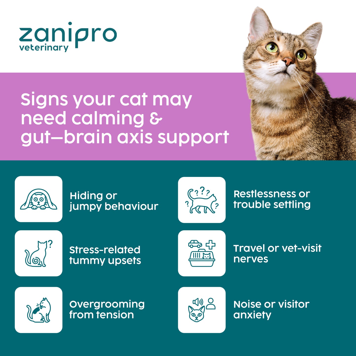 Cat Calming Powder – Anxiety & Stress Relief with L-Tryptophan & Probiotics (100g)