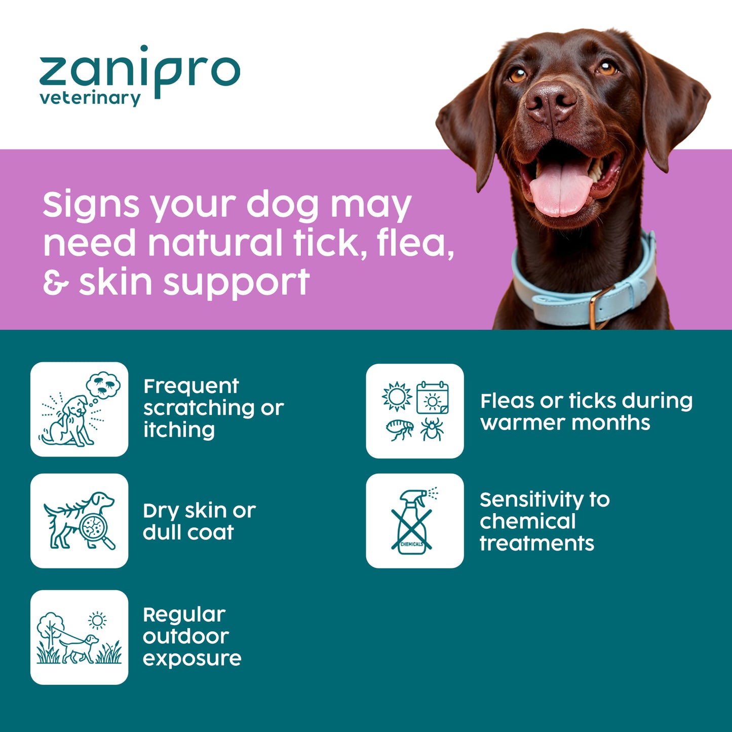 Zanipro Natural Tick & Flea Support Powder for Dogs | Thiamine & Brewer’s Yeast | 100g