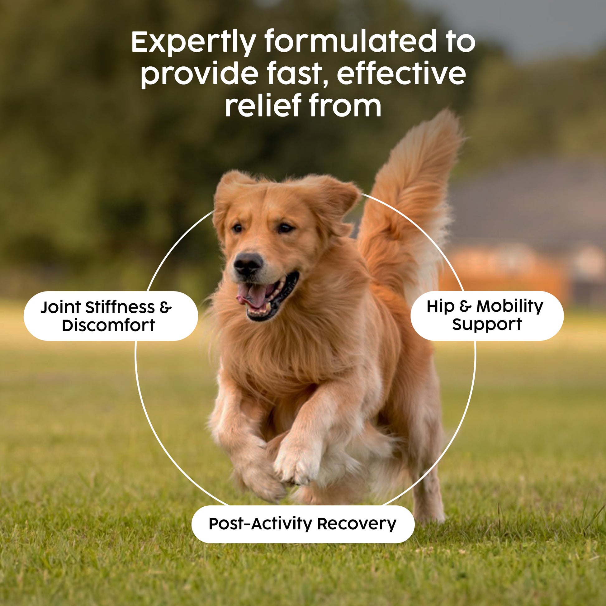Dog running on grass with text about joint health benefits