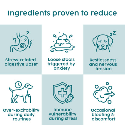 Dog Calming Powder – Natural Anxiety & Stress Relief – Beef Flavour (100g)