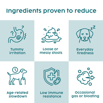 Illustrations of dog care issues and their solutions on a blue background