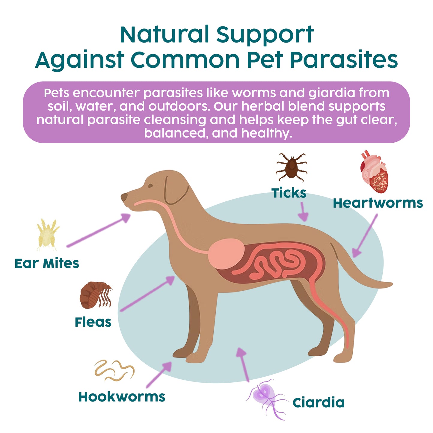 Wormwood Drops for Dogs & Cats – Natural Liquid Wormer (50ml)