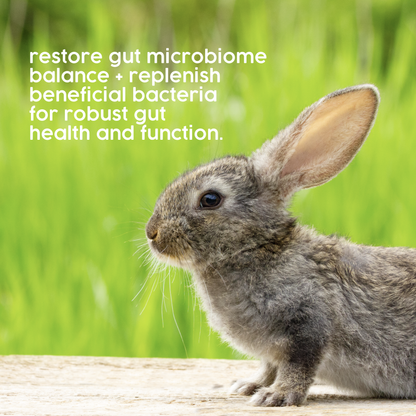 ProTum Advanced Rabbit Digestive Paste - Syringe