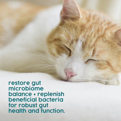 ProTum Advanced Cat Digestive Paste - Syringe