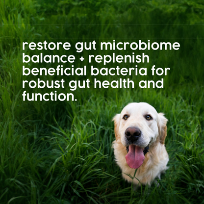 ProTum Advanced Dog Digestive Paste